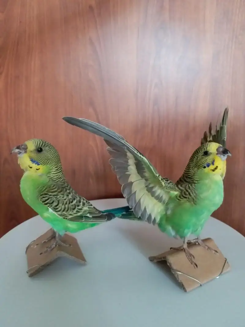

2PCS Taxidermy Colorful Bird stuffing Eurasian Melopsittacus Undulatu Budgerigar Budgie Parrot Specimen Home Courtyar Decoration