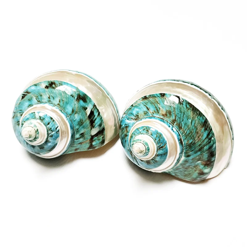 Jade Turbo Banded Seashells Turbo Shell Natural Large Hermit Crab Shells 2PC 8-9CM Green Polished DIY Photography Props