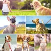 Soft Padded Dog Collar Leash Set PU Leather Pet Dog Collars Necklace With Walking Lead Rope Adjustable For Small Medium Dogs Pug 5