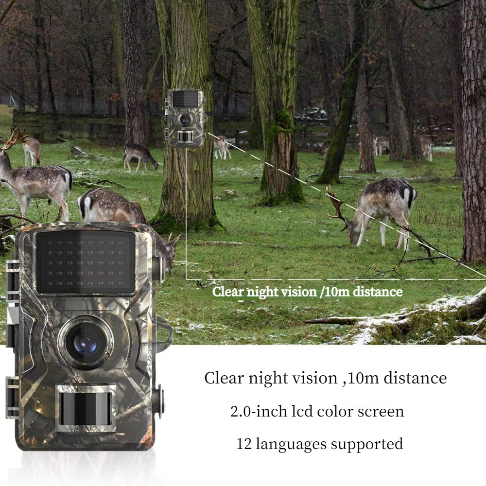 Camera Recording Screen Forest