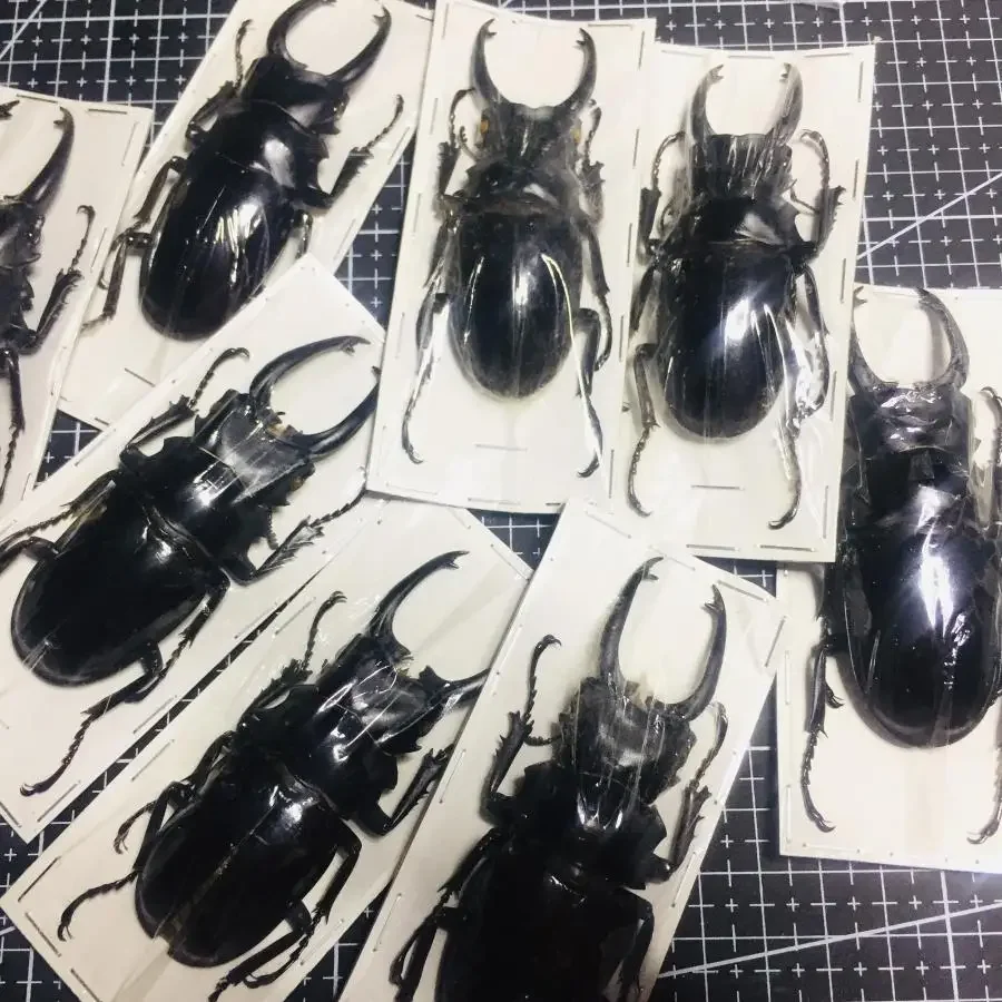 Specimens of Atlas Subspecies of Insects, Real Beetles, Stag Beetles, Giddyups and Butterflies Home Decor 3