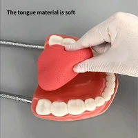 Agrandissement à Six volets, enseignement buccal, matériel dentaire, consommables de dentisterie, prothèse, modèle d'anatomie dentaire, langue 6