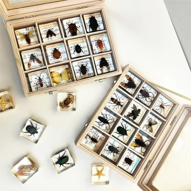 Small animal real insect resin scarab scorpion spider knows beetle specimen marine gift teaching cognition home decor 2
