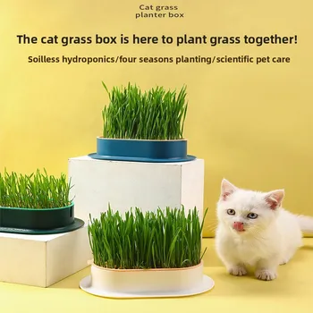 Hydroponic Cat Grass Box 1