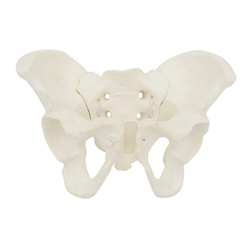 

Модель женского таза в натуральную величину, анатомическая модель, анатомическая модель таза тазобедренного сустава