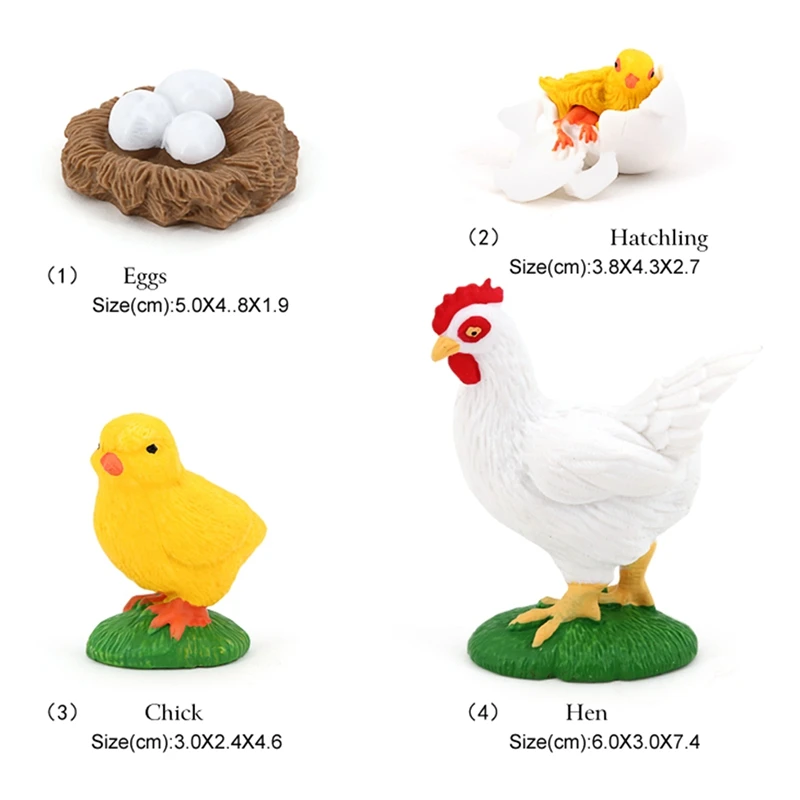 4Pcs Chick Life Cycle Model,Realistic Animal Life Growth Cycle Biological Model Kid Educational Figures Toys 6