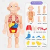 3D Puzzle Human Body Anatomy Model Kid Montessori Learning Educational Organ Assembled Toy Teaching Tool For Children STEAM Gift 3