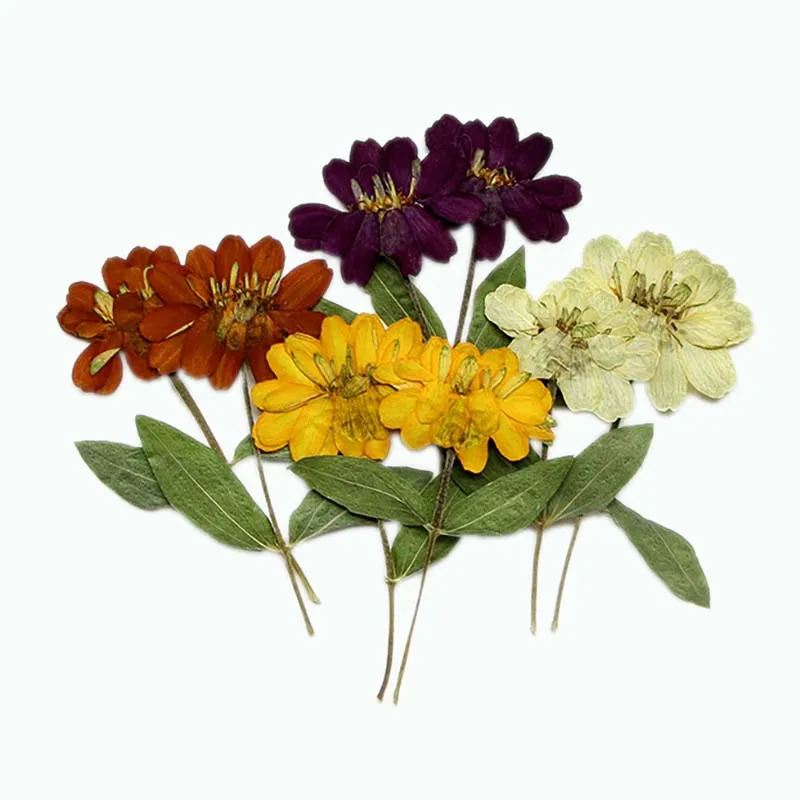 6511CM12PCSRealNaturalPressedDryFlowerZinniasDriedPress
