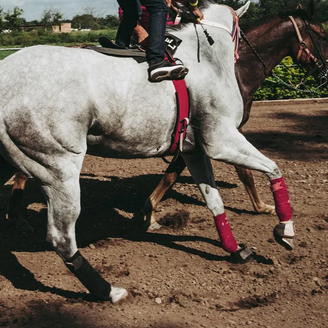 Horse Leg Anti Collision Straps Outdoor Equestrian Protective Gear Horse Leg Injury Protection Sleeve 6