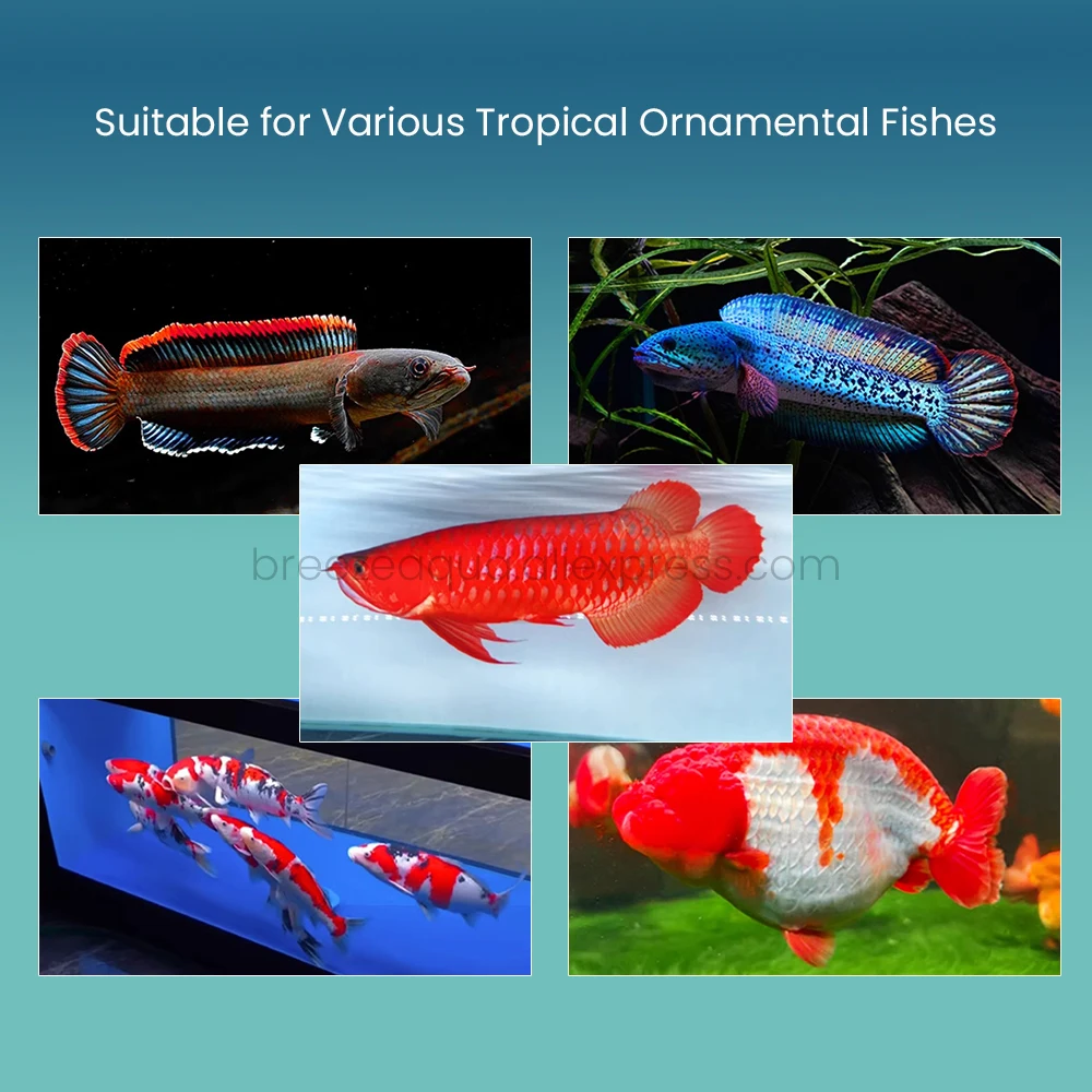 MAYIN Super Colour Plus IP68 Waterproof Amphibious Ornamental Red