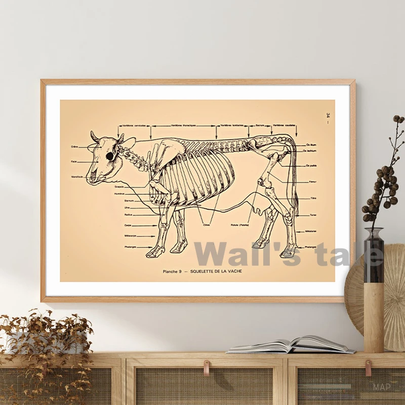 Wandbild Hunde-Anatomie – Leinwand-Druck 60x80 Cm, Muskeln & Organe Des Hundes, Für Tierarzt, Praxis, Geschenk