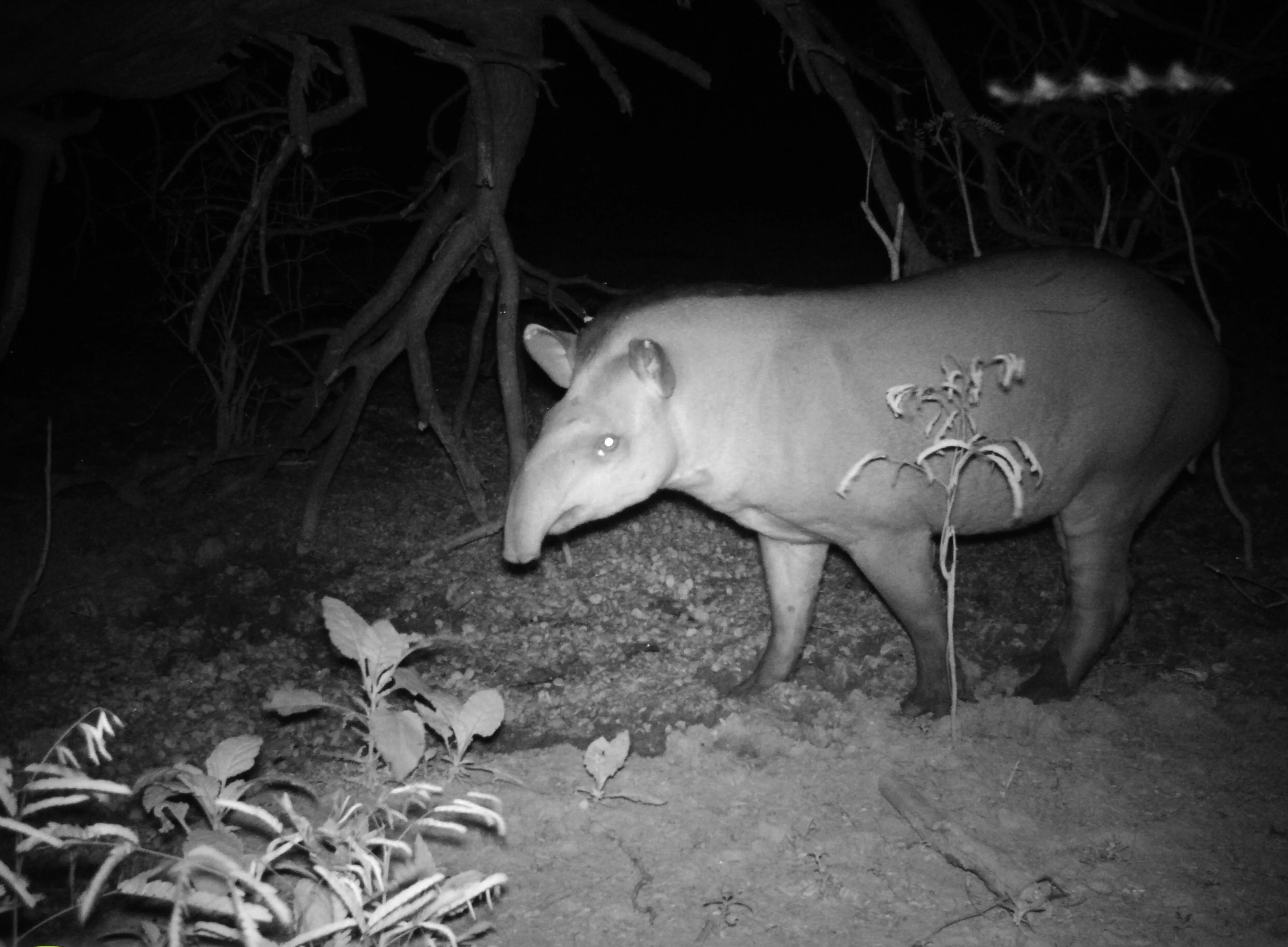 capture nocturne infrarouge