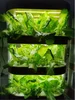 Hydroponic intelligent multi-layer vegetable planter indoor soilless cultivation equipment for vegetable seedlings 5