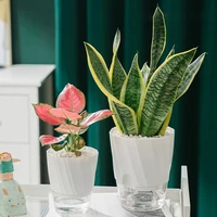 Lazy Hydroponic Flower Pot Automatic Water-Absorbing Flowerpot Transparent Double Layer Plastic Self Watering Planter Office 4