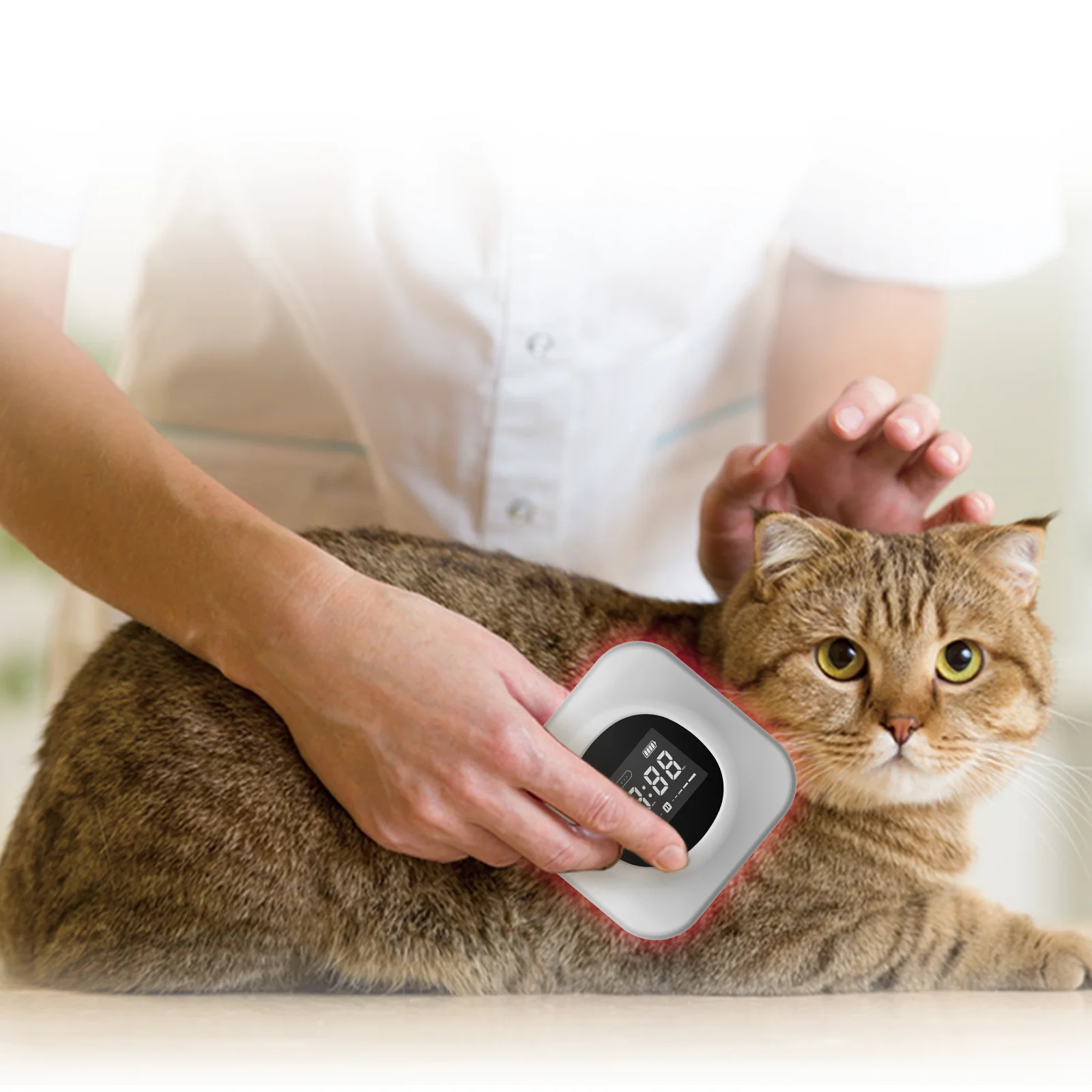 650NM Red Light 808 NM Pet Laser Therapy Pad for Dog Pain Relief Horse Arthritis Wound Healing Vet Care Medical Instrument