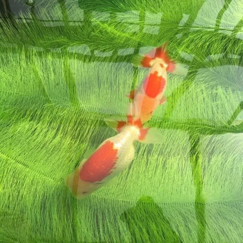 

60/100cm Koi Fish Pond Filter Hatching Grass Brush Biochemical Filter Media Fish Tank Clean Tools Breeding Supply filtro acuario