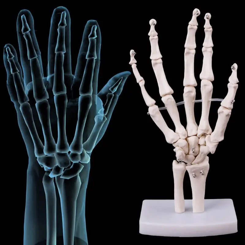 

Hand Joint Anatomical Skeleton Model Human Medical Anatomy Study Tool Life Size D5QC