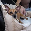 Safety Dog Car Carrier Handbag Seat for Small Dogs Cat Portable Puppy Carrier Tote Safety Pet Booster 3