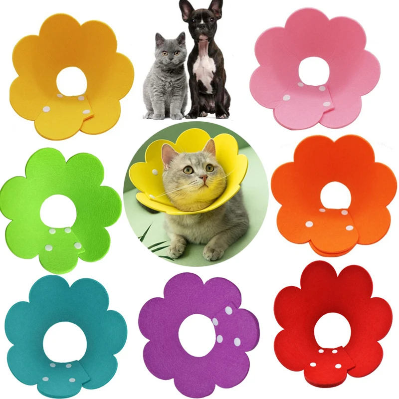 Elizabethan Collars Cats Elizabethan Collars Dogs Kitten