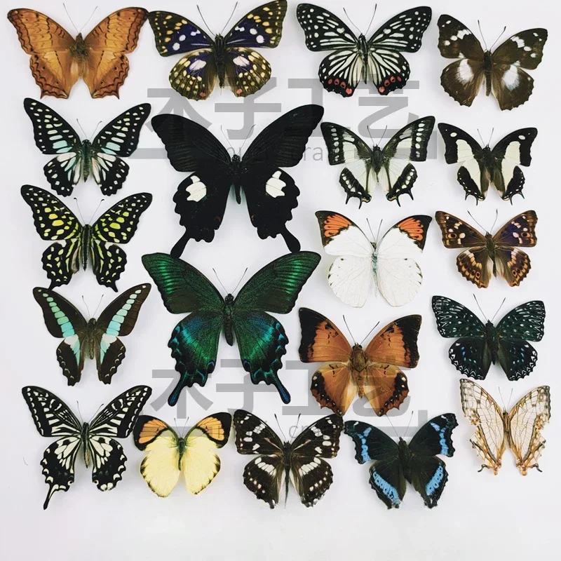 29 Carefully Selected Butterfly Specimens Real Butterfly Insect Teaching Specimens Wings Not Unfolded Home Decor Multiple Style 3
