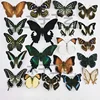 29 Carefully Selected Butterfly Specimens Real Butterfly Insect Teaching Specimens Wings Not Unfolded Home Decor Multiple Style 3