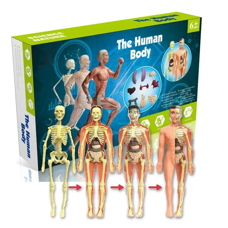 3d-Human-Body-Torso-Model-for-Kid-Anatomy-Model-Skeleton-Removable ...