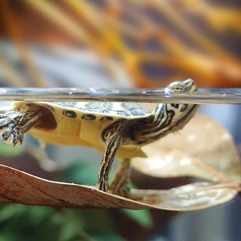 Aquarium Leaves Natural Longan for Turtle Fish Breeding