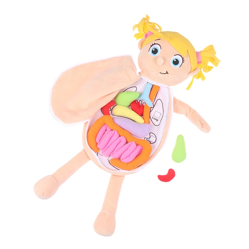 Kid Montessori Toys 3D Puzzle Human Body Anatomy Doll Body Organ Teaching Aids Human Body Anatomy Plush Toy 5