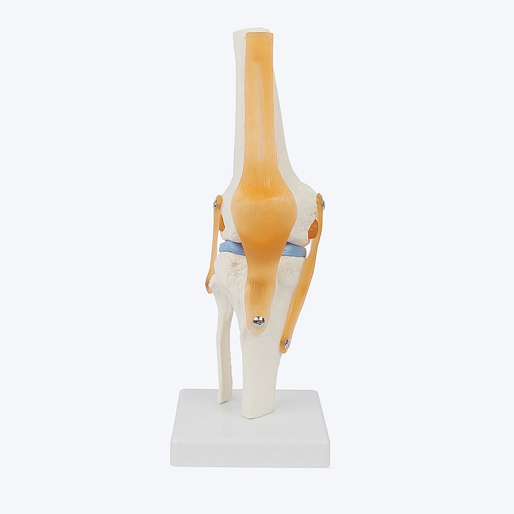 Human Anatomy Skeleton Life Size Knee Joint Anatomical Model With Ligaments Joint Model 1 Pcs Medical Science Teaching Supplies medical knee joint model