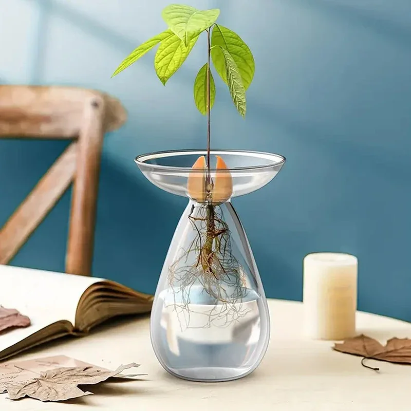 Vibrant Glass Avocado Vase - Transparent Hydroponic Seed Sprouting Planter & Contemporary Home Accent