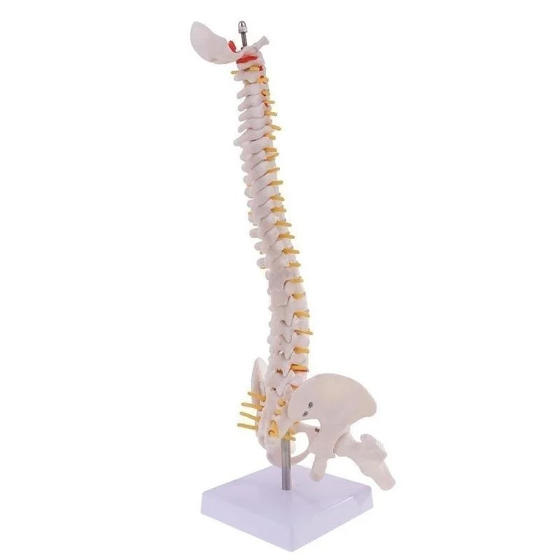 45cm Vertebral Column Human Spine Anatomy Model Skeleton Medical Science Teaching Resources