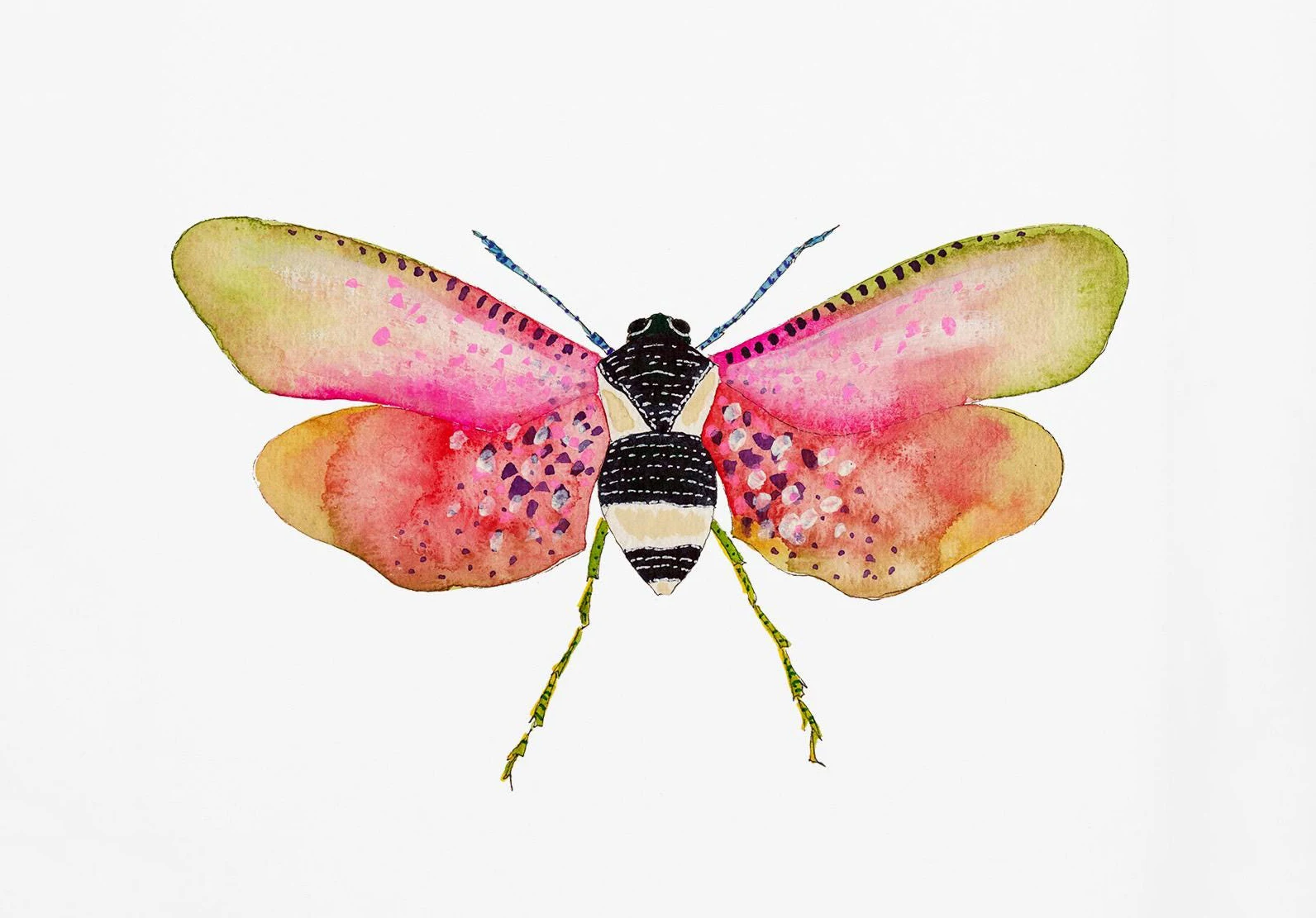 Acquerello Bug Farfalle Polme Poster Stampa Pastello Insetti Tela Pittura  Natura Immagine di arte della parete Asilo nido Decorazione della camera  dei bambini - AliExpress, image size:1592x1111