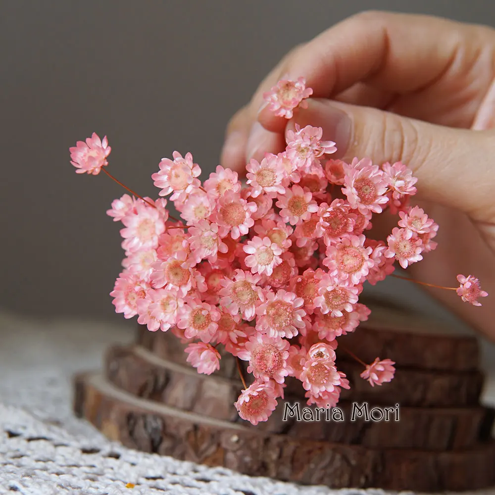 Preserved Little Star Flowers - 100pcs for Wedding and Home Decoration
