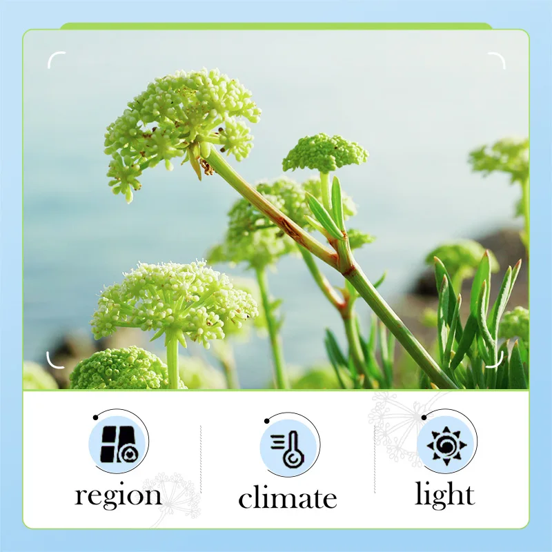 Sea Fennel Hyaluronic Acid Facial Cleanser Moisturizing Firming Brightening Face Wash Foam