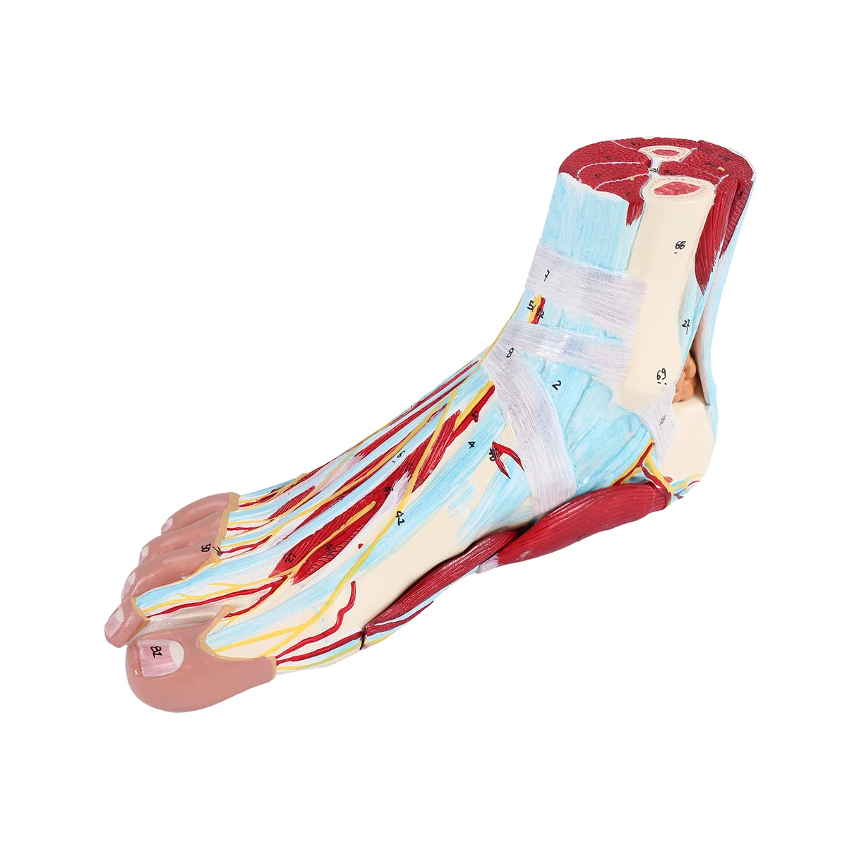 Human Foot Anatomy Model – 9 Parts 3