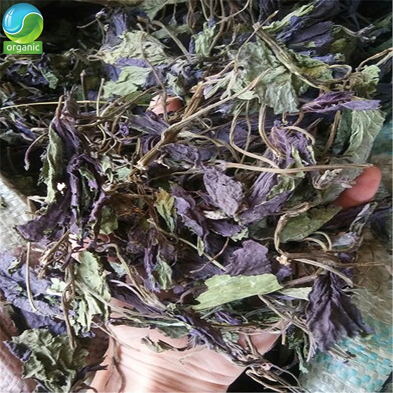 Dried Perilla,Shiso;Perilla Leaf;Basil;basil Leaves;Perilla Leaves,Folia Perillae Acutae Dry Herb Folium Perillae Zi Su Ye
