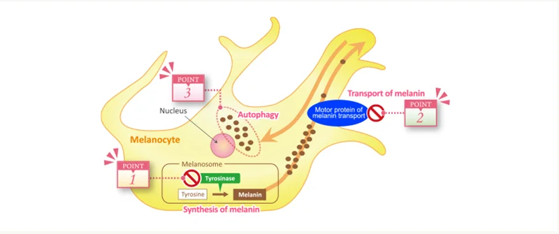 Pure Natural Herbal Medicine Lip Black Removal Lip Balm Eliminate Uneven Darkness on Lips Treatment Fast Results Lip Care