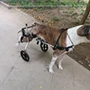 Silla de ruedas grande para perros, entrenamiento para la parálisis por espondilitis