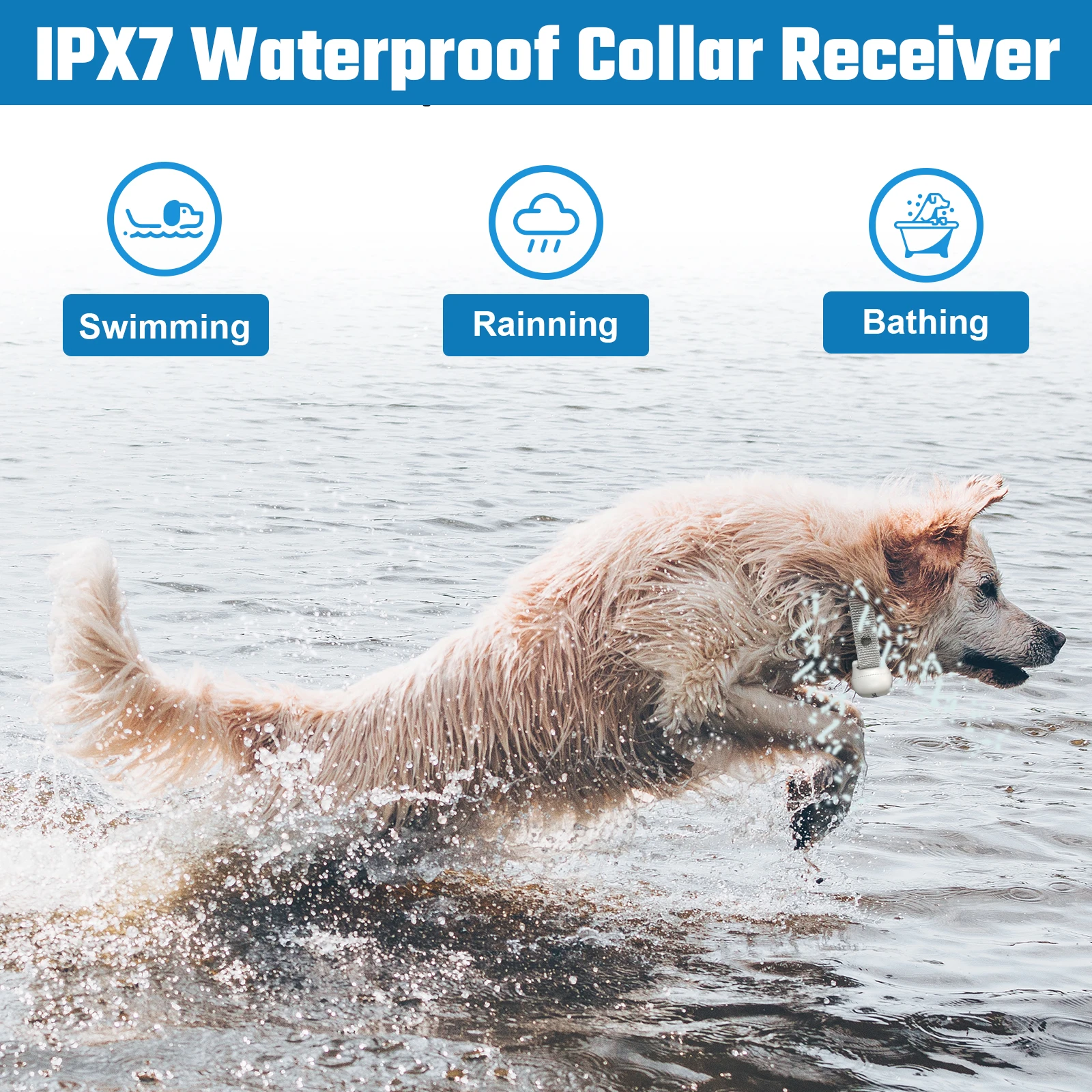 Can A Dog Shock Collar Get Wet