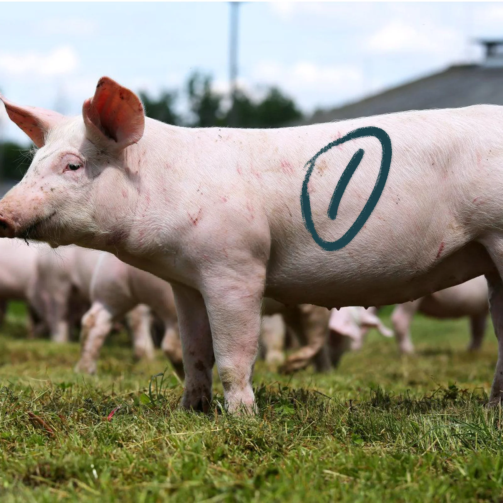 5 Pcs Livestock Ear Tags Marking Stick Animal Identification Crayon Farming Supplies Wax Marker For Pig Cow Goat Sheep Horse Donkey