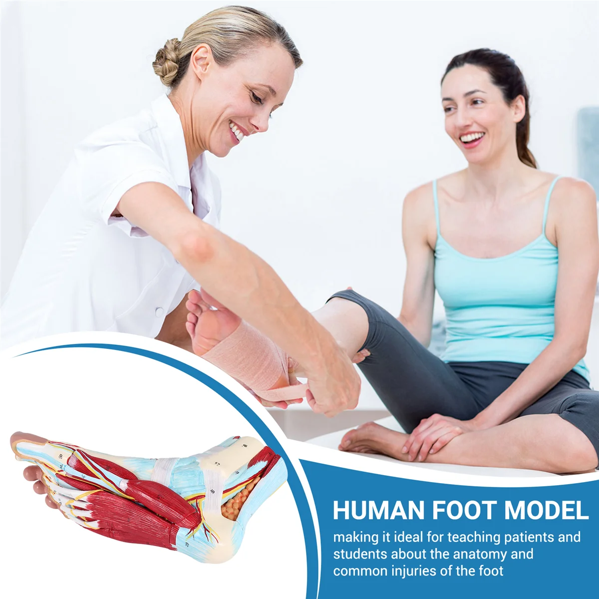 Human Foot Anatomy Model – 9 Parts 6