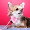 Glitter Rhinestone Dog Leather Collar Cute Floral Necklace Pet 120cm Walking Leash for Small Medium Large Dogs Chihuahua XS-L 5