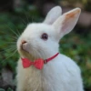 Pet Collar Adjustable Candy Color Bow Tie Collar for Cats and Dogs - Stylish Pet Accessory for Comfort and Fashion Pet Collar 3