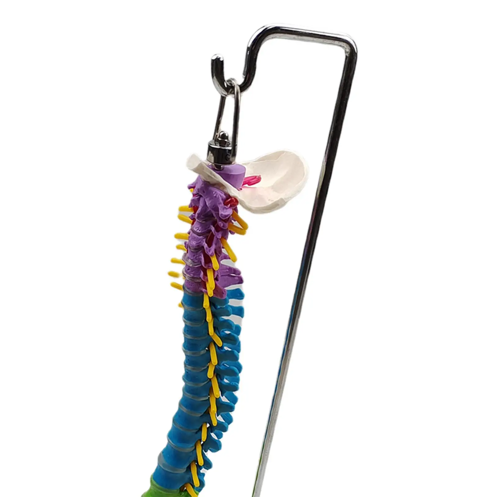 Life Size Flexible Spine Model with Vertebrae, Nerves, Arteries, Pelvis Column for Teaching Aid Biology Class
