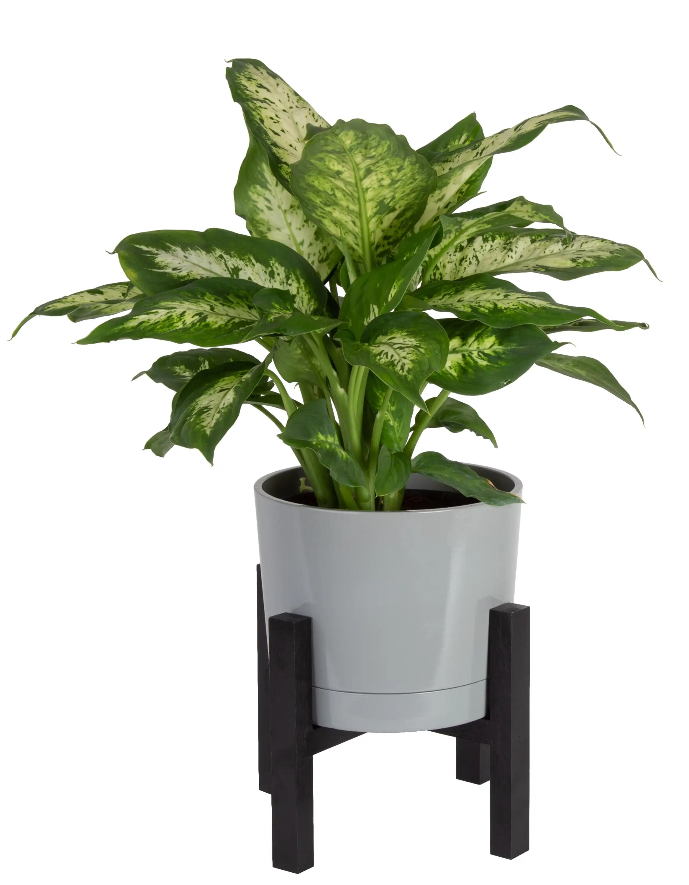 

Live Indoor 17in. Tall Dieffenbachia, Indirect Sunlight Plant in 6in. Mid-Century Modern Planter
