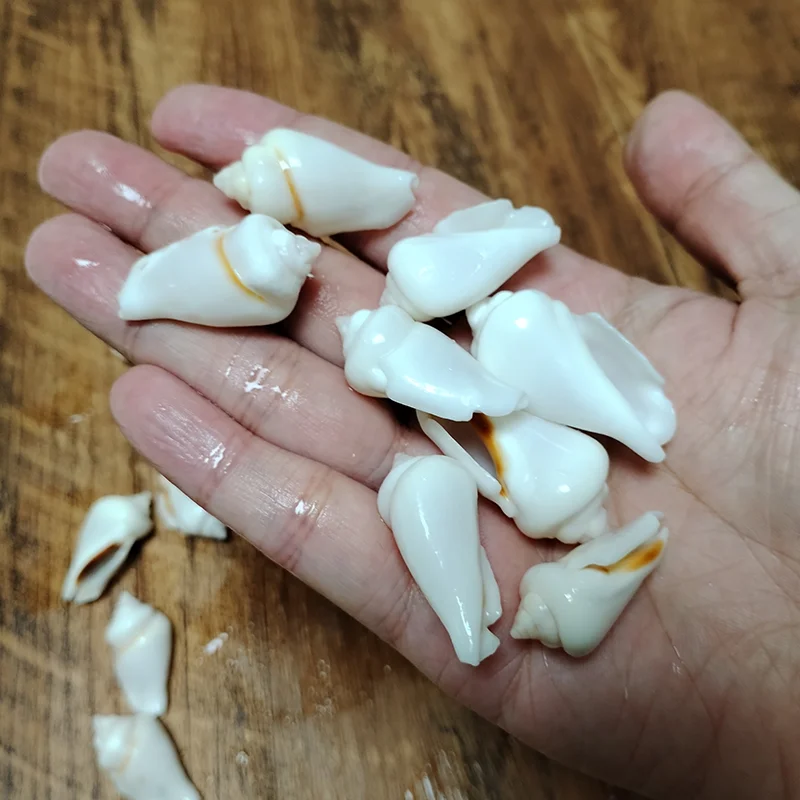 5 PCS White Jade Gibbose Conch Natural Sea Shells For Fish Tank Home Decor Jewelry Beads for Necklace and Bracelet, DIY Crafts