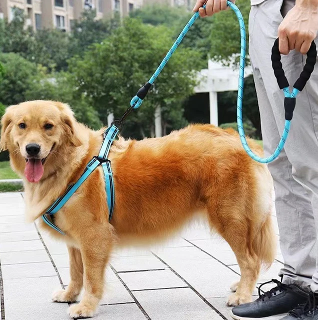 Running Leash For Dogs Best Dog Leash Amazon Bungee Dog Leash Dog