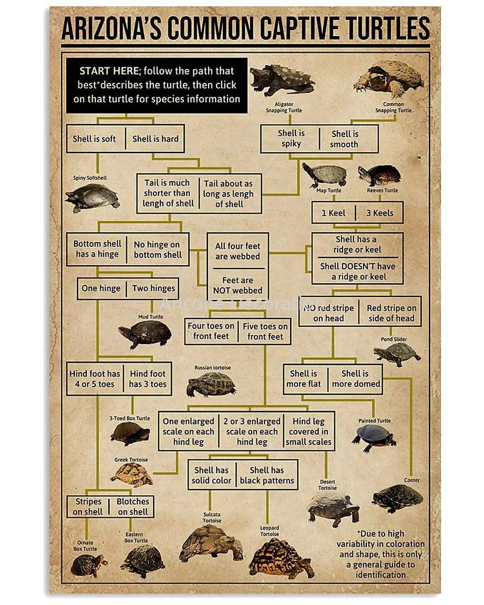 

Turtle Knowledge Wood Signs Arizona's Common Captive Turtles Plaques Turtle Reference Infographic Wooden Poster Home Office