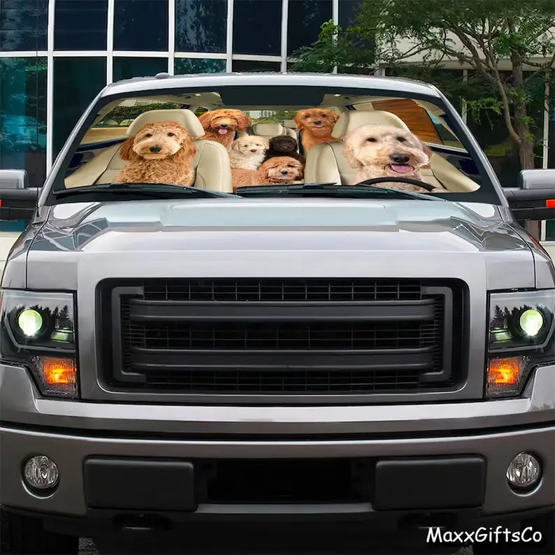 Goldendoodle-ڵ , Goldendoodle  ,   ,  ڵ ׼, ڵ , ƺ , M