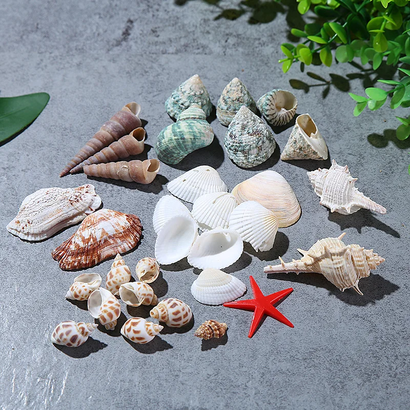 

1pcs 120-150 grams Per Barrel Shell Conch Scientific Education Intellectual Toys Ornaments Handicraft Gifts